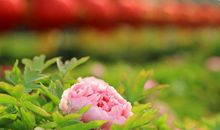 26.27.28号不得了，9月了不得，3生肖事业腾飞，财源滚滚来