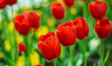 之前穷困潦倒的生肖，猪年最后两个月咸鱼翻身，事业财富双丰收