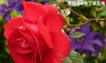 10月30号开始有好运降临，四生肖大吉大利发大财，富贵日子在眼前！