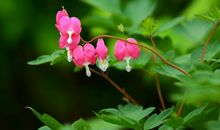 未来一周吉星高照，时来运转，财神庇佑，事业大展宏图的属相