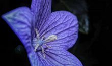 未来俩月鸿运当头，催旺财运，连续发横财，数钱数到手抽筋的属相