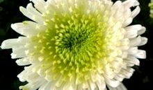 11月初，4属相好运到，霉运蒸发，六六大顺，幸福生活拉开帷幕