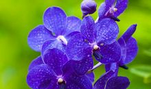 财运傍身，顺利发财赚大钱的生肖，2019年福气多多，日子富贵