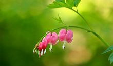 未来俩月贵人相助，钱财大涨，万事大吉，富贵双全的四属相