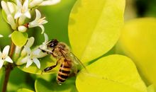 梦到被蜜蜂蛰是什么意思