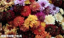 恭喜四生肖求财顺利，10月30号开始财运红的发紫，一路发财生活蹭蹭涨！