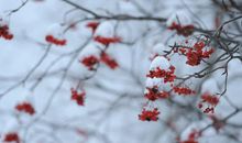 不同季节出生的属马人命运是什么 春天无拘无束