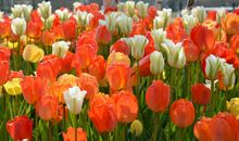 9月鸿运当头，财运无比亨通，万事大吉，定能平步青云的属相