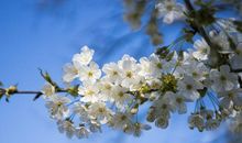 俩月内喜气最多，正财好，偏财也好，招财纳福，步步高升的属相