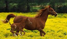 生肖属马人的五行与财运怎么样 火马人财运不错