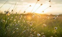 9月起财字当头，横财大涨，生活格外顺，轻松可得富贵的属相