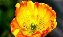 11月份，运势回升的属相，越来越有钱，财运多多，喜事多多