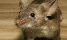 梦见老鼠爬到床上什么预兆