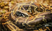 不同蛇年出生的人是什么蛇 有不同的气运