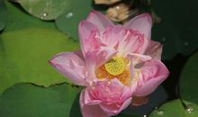 未来三年财气爆棚，事业得成功，大肆积累财富，足够富裕的属相