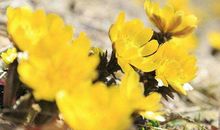 财运回归，被幸福包围的生肖，11月开始逆转翻盘，想不发达都难