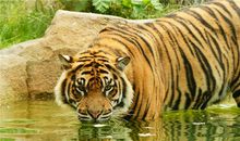 1974年属虎人，贵人在哪里？