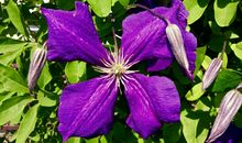 婚后旺夫聚财，生财有道，善良孝顺，教出的子女都很出息的属相女