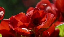 11月开始旺中有喜，喜上加旺的生肖，升官发大财，富贵唾手可得