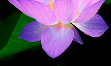 未来仨月贵人频繁出现，财运傍身，把握好运，横财不请自来的属相