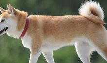 这些生肖男女这辈子注定会有二婚命