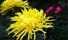 11月一到，财神进家门，3生肖事业生意旺上旺，喜获大丰收！