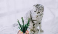 气质出众，在人群里很是亮眼的星座！