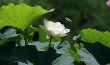 8月26日开始，财气旺盛，接大运接大喜，横财大发特发一夜暴富3生肖