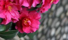 恭喜四生肖好运绵延不绝，10月30号开始偏财运旺盛，存得不少财富！