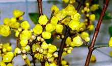 19年底手捧摇钱树，生活甜滋滋的生肖，好运来到，事事顺心如意