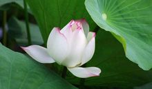 8月24日开始，财神爷找上门，发横财中大奖，快接钞票如雨来3生肖