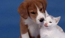 梦见狗跟猫是什么征兆