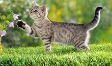 对男人没有防备心的星座女，很容易就喜欢上！