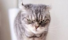 为什么O型血特别讨人厌