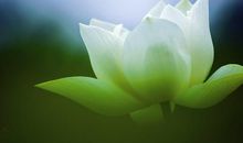 恭喜，一旺到年尾！11月初出门撞横财，3番5次中大奖的3生肖