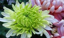 11月八方来财，四面接喜，3生肖收获颇丰，人生进入上上签！