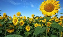 下半年，财运滚滚而来，有车有房，再也不差钱的三属相