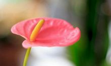 9月财神点名，“狗屎运”临身， 3生肖喜上加喜，彩票中大奖，一家老小喜洋洋