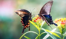 人算不如天算，7天内财源滚滚进门，数钱数到晚的3生肖