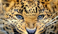 缺少气质与涵养的生肖女