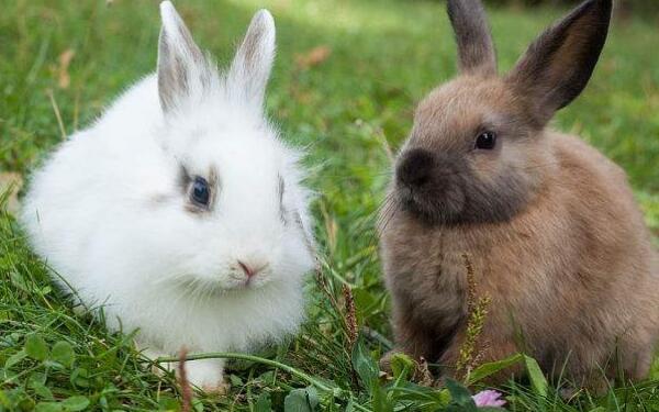 不同兔年出生的人是什么兔 1963年出生是山林之兔 2