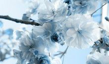 面若桃花，气若幽兰，最具温婉气质的三个星座女，总让异性抢破头