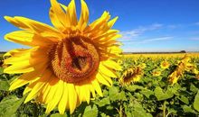 存款成倍涨的三属相，熬到11月，好运大涨，与财有缘