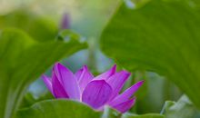 10月下旬，运势与日俱增，钞票找上门，家财翻番涨的三属相