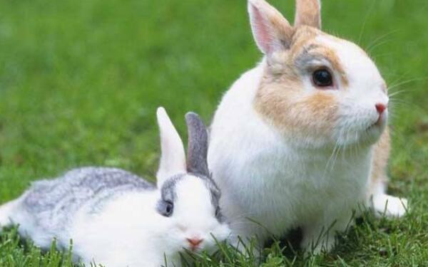 不同兔年出生的人是什么兔 1963年出生是山林之兔 1
