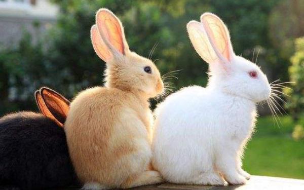 不同兔年出生的人是什么兔 1963年出生是山林之兔