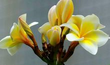 11月9号起疯狂赚大钱，各种财富一个不漏，日子顺顺顺的生肖