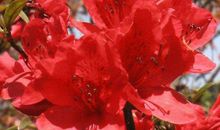 11月开始运势红火，求财顺利，金库爆满，全家贵气逼人的3生肖