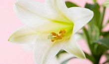 2019年机缘降临的五生肖，得贵人指引，运势步步高升