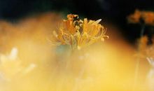 这3个星座迟早苦尽甘来，发财运傍身，腰缠万贯，日子安逸且幸福